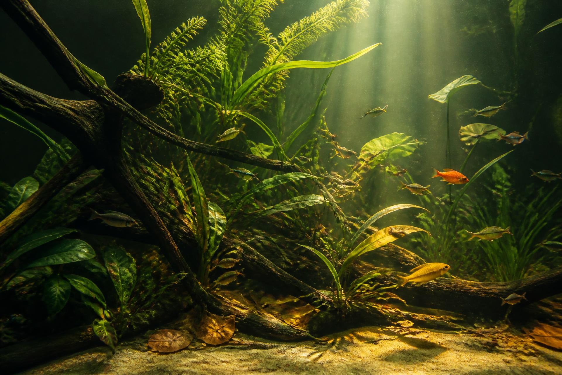 Aquário amazónico Fishmania